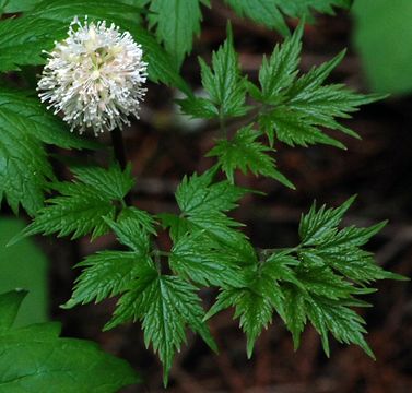 Imagem de Actaea rubra (Ait.) Willd.