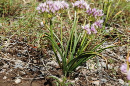 Image of twinleaf onion