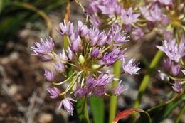 Image of twinleaf onion