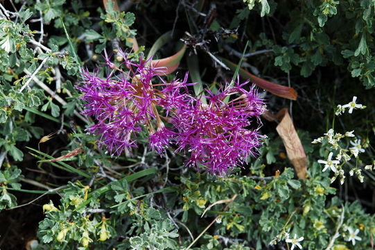 Image de Allium platycaule S. Watson