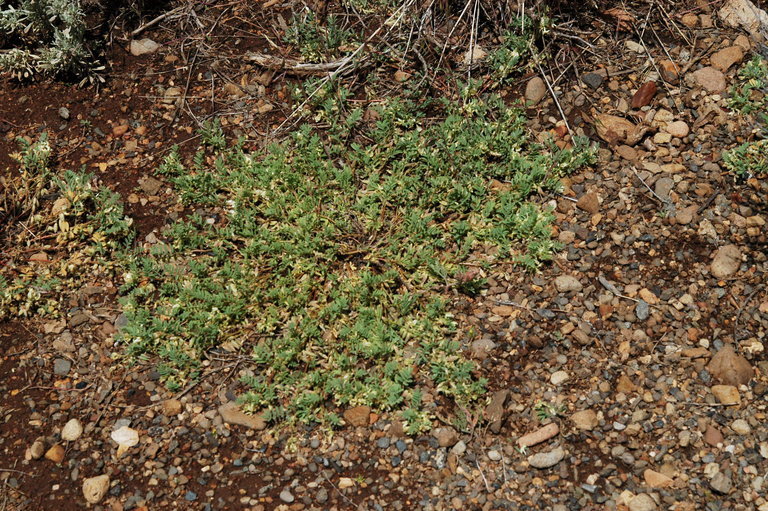 Sivun Astragalus lentiformis A. Gray kuva