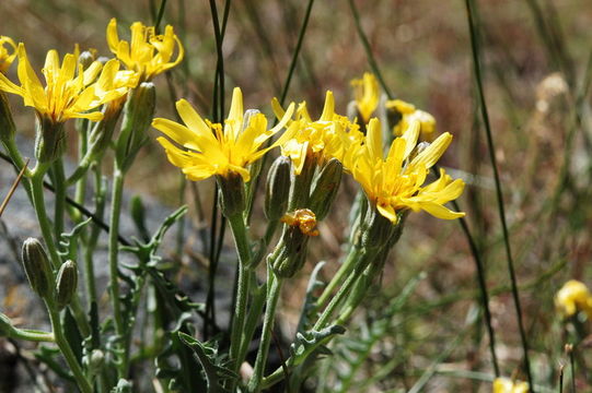 Image of Baker's hawksbeard