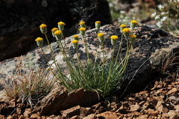 Erigeron bloomeri A. Gray resmi