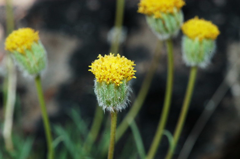 Erigeron bloomeri A. Gray resmi