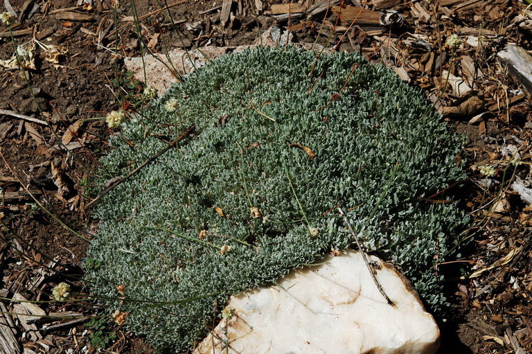 Image of cushion buckwheat