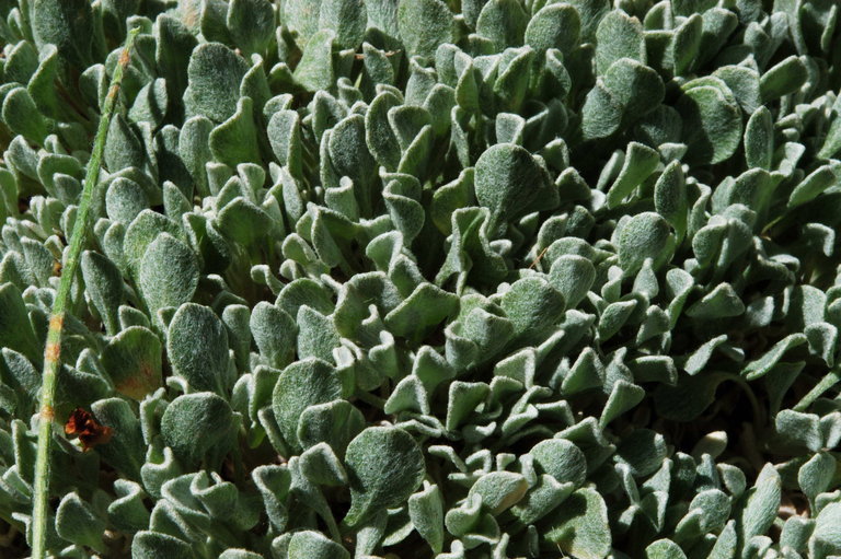 Image of cushion buckwheat