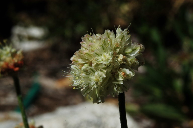 Image of cushion buckwheat