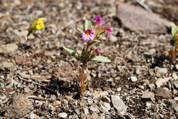 Plancia ëd <i>Mimulus nanus</i>