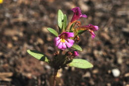 Plancia ëd <i>Mimulus nanus</i>