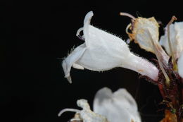 Image of talus slope penstemon