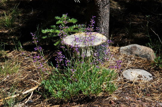 Image of slender penstemon