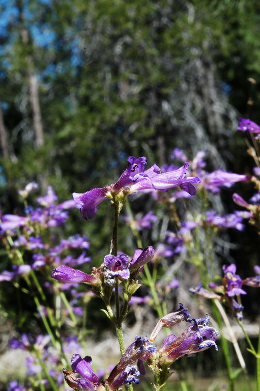 Image of slender penstemon