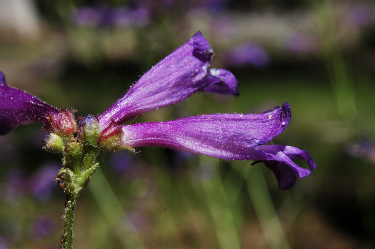 Image of slender penstemon