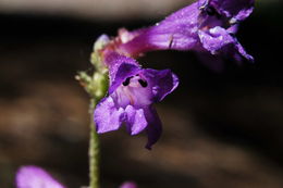 Image of slender penstemon