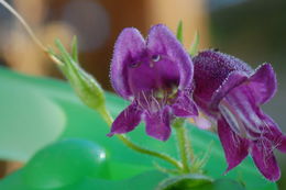 Image of Whipple's penstemon