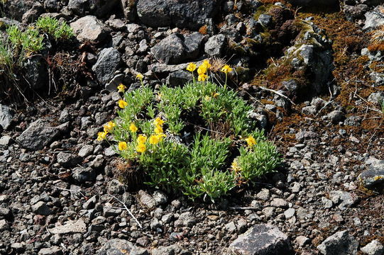 Image of stemless mock goldenweed