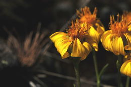 Image of stemless mock goldenweed