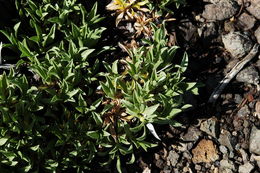 Image of stemless mock goldenweed