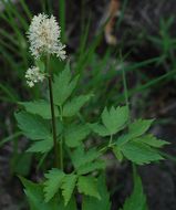 Imagem de Actaea rubra (Ait.) Willd.