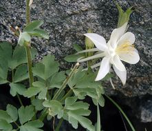 صورة Aquilegia pubescens Coville