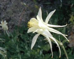 صورة Aquilegia pubescens Coville