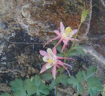 صورة Aquilegia pubescens Coville