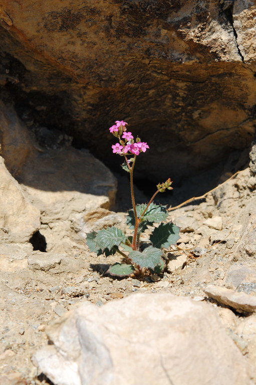 Image of broad-leaf gilia