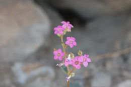 Image of broad-leaf gilia