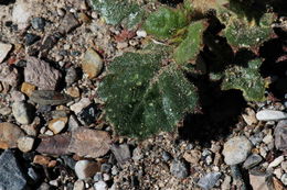 Image of broad-leaf gilia