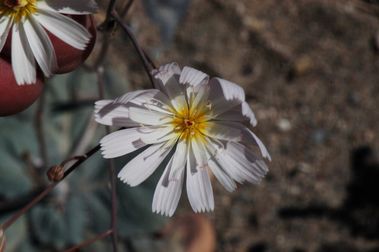 Image de Atrichoseris platyphylla (A. Gray) A. Gray