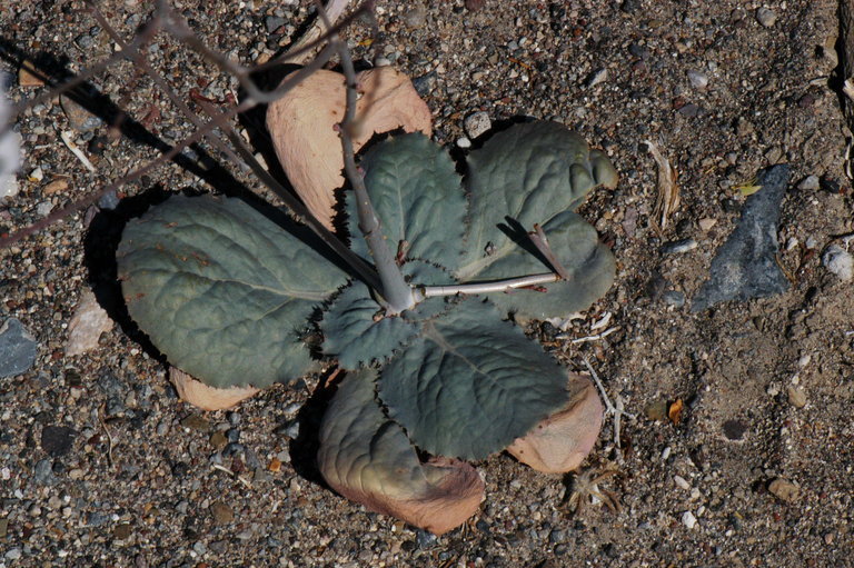 Image de Atrichoseris platyphylla (A. Gray) A. Gray