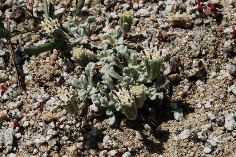 Image of southern Sierra pincushion