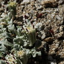 Image of southern Sierra pincushion