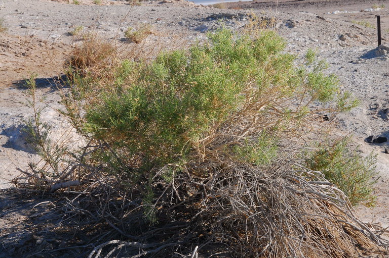 Image of whiteflower rabbitbrush