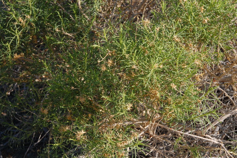 Image of whiteflower rabbitbrush