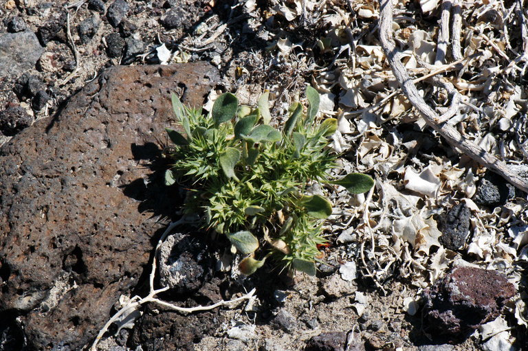 Image of devil's spineflower