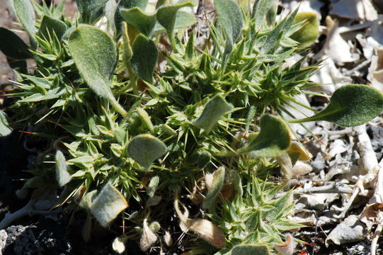 Image of devil's spineflower