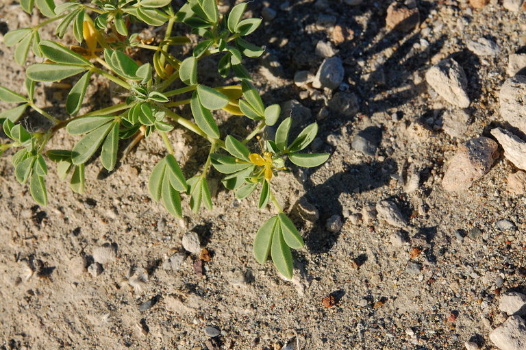 Image of Mojave cleomella