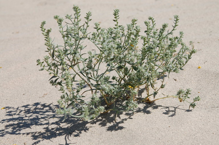 Слика од <i>Cryptantha costata</i>