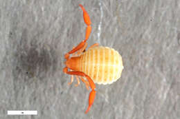 Image of Larcidae Harvey 1992