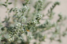 صورة <i>Cryptantha holoptera</i>