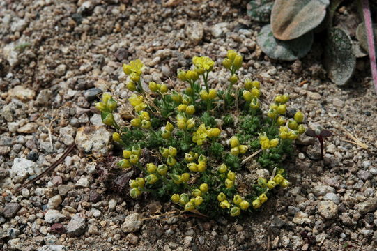 Image of fewseed draba