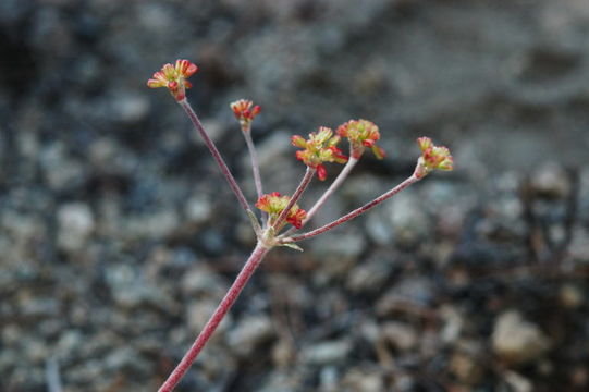 Imagem de Eriogonum marifolium A. Gray