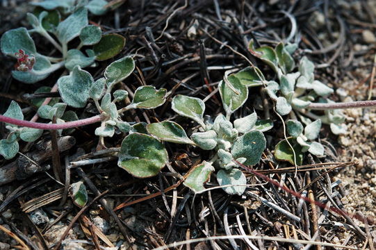 Imagem de Eriogonum marifolium A. Gray