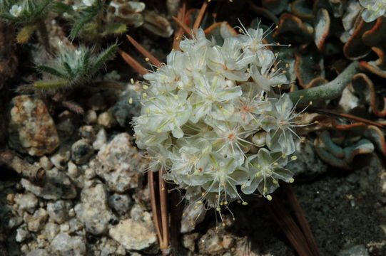 Image of brownmargin buckwheat