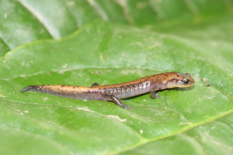 Image of Sierra Juarez Salamander