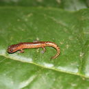 Image of Sierra Juarez Salamander