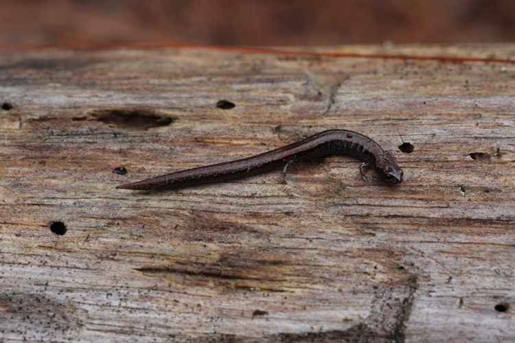 Image of Pápalo Minute Salamander