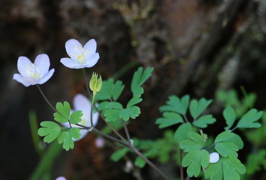 Image of western false rue anemone