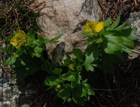 صورة Ranunculus eschscholtzii var. oxynotus (Gray) Jeps.